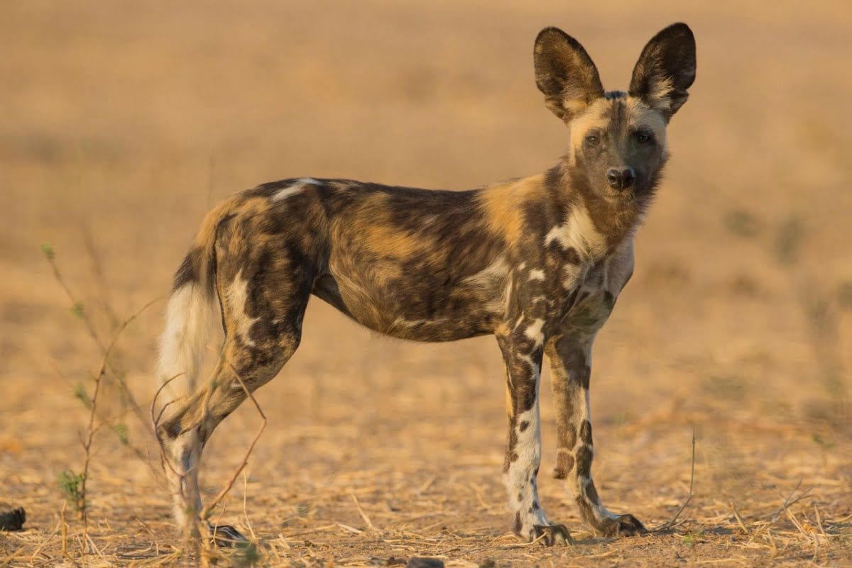 Blog 6 The Painted Dogs Of Africa Jackal S Old Country Blood   Blog Painted Dogs Of Africa 