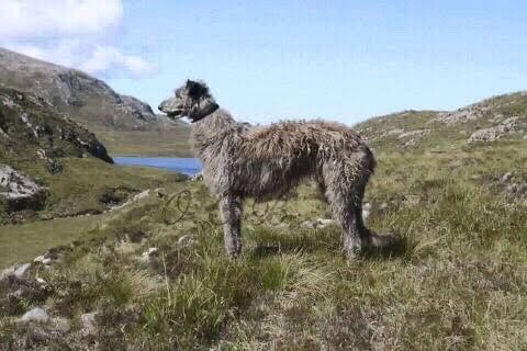 Old hot sale deerhound sheepdog