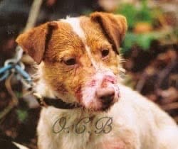 Stone quarry jack sales russell