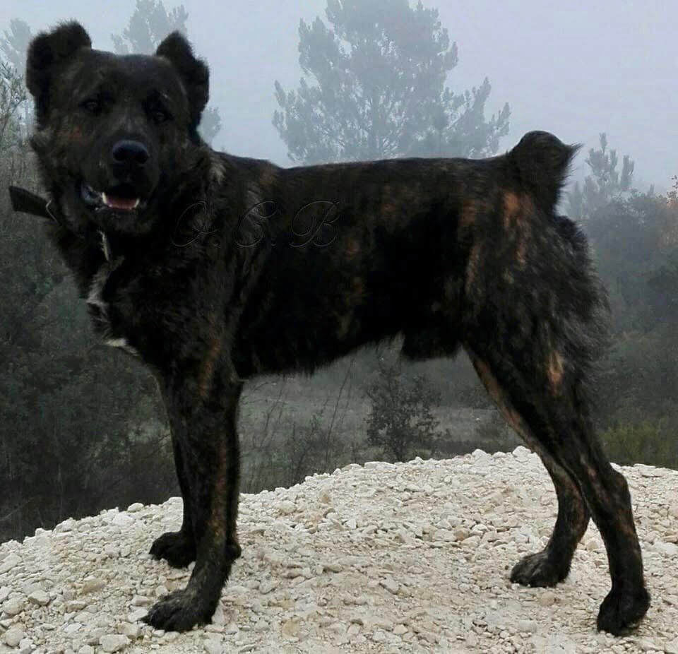 portuguese fila dog breed