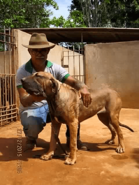 Fila Brasileiro - Jackal's Old Country Blood