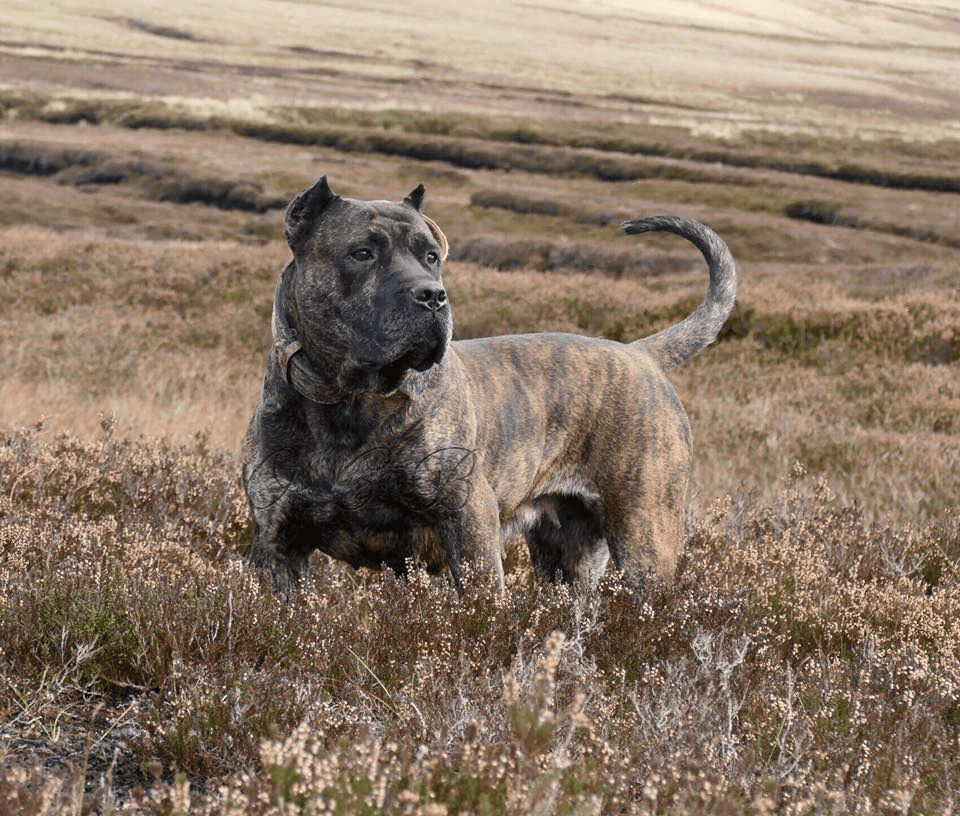 Presa Canario - Jackal's Old Country Blood