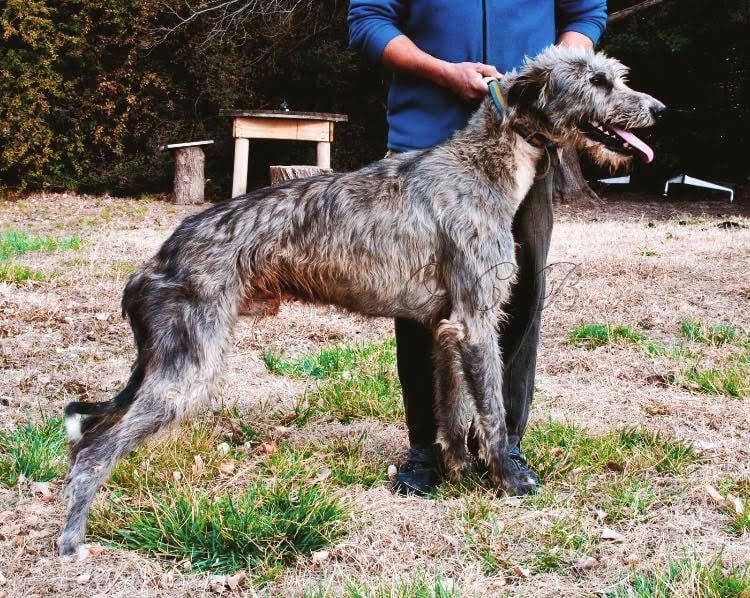 English deerhound hot sale