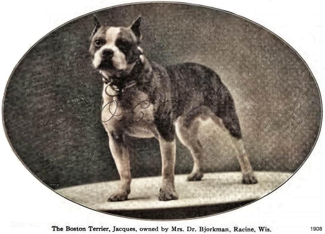 Olde boston sale bulldogge